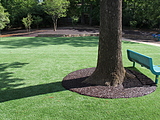 Bonded rubber mulch tree well installed at a park
