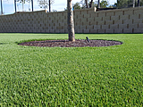 City park installed with a bonded rubber tree well
